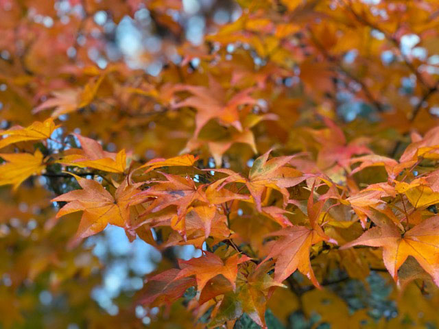 第46回 秋の色 Fall Colors の話 Junglecity Com 第46回 秋の色 Fall Colors の話 Junglecity Com