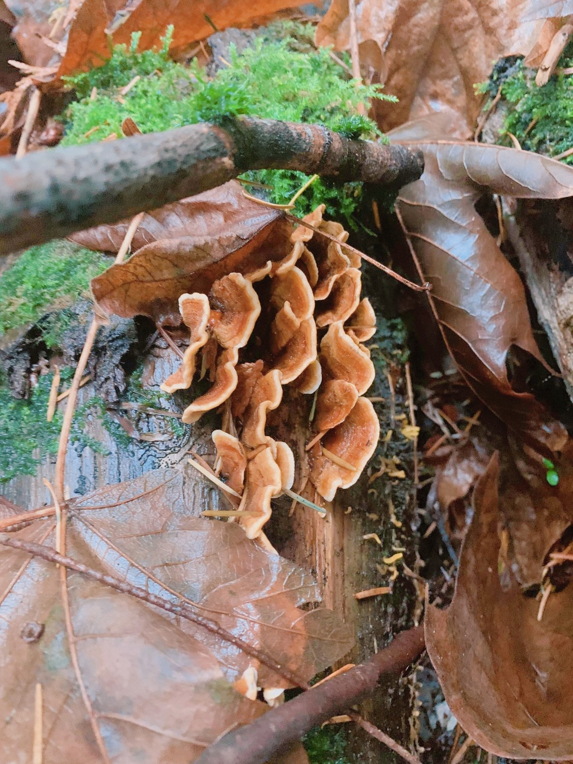 izumi-mushroom-5