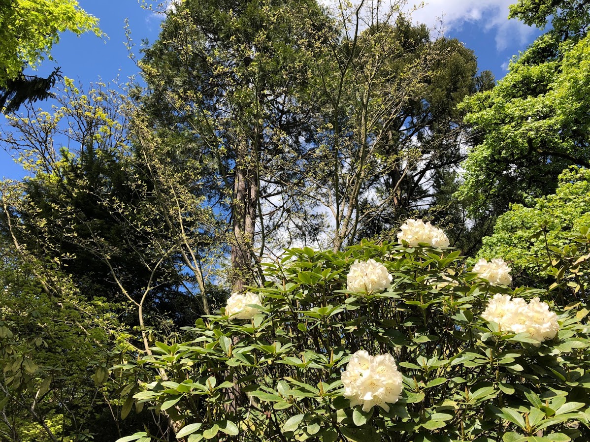 seattle-japanese-garden-2