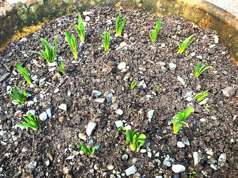 落ち葉をどけてみたら、水仙の芽が出ていました