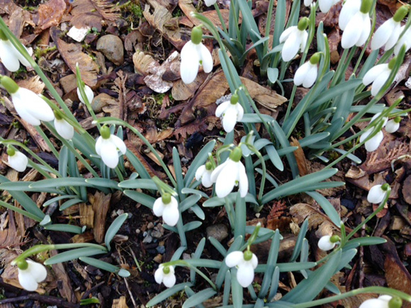 flower-bulbs-7