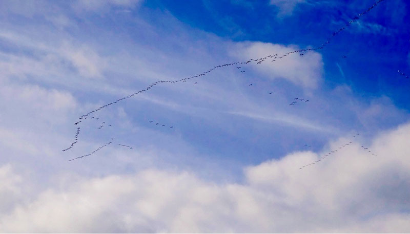 naomi-birds-4