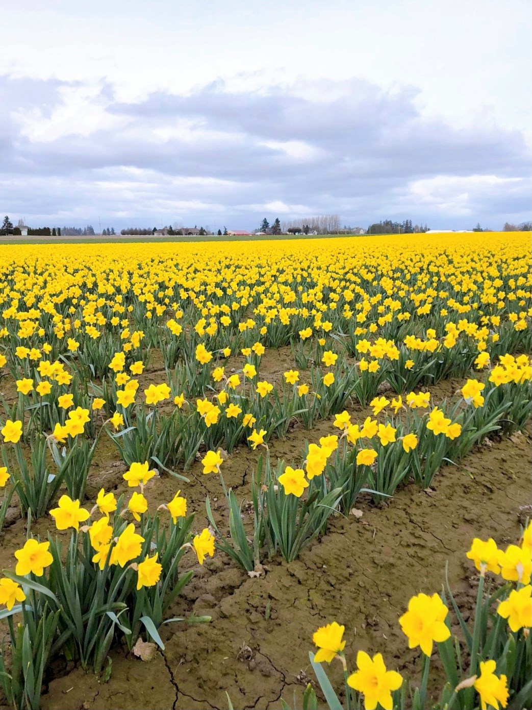julie-daffodil-2