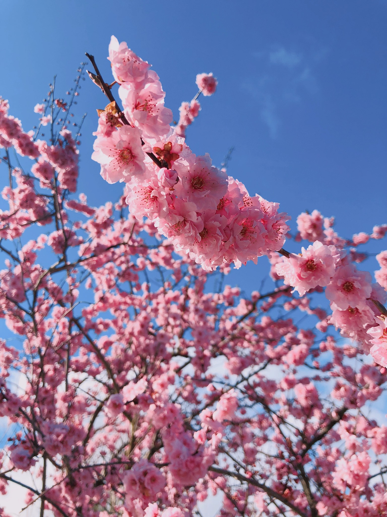 shiro-sakura-1
