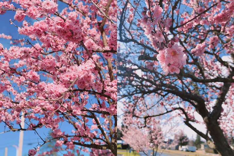 shiro-sakura-8