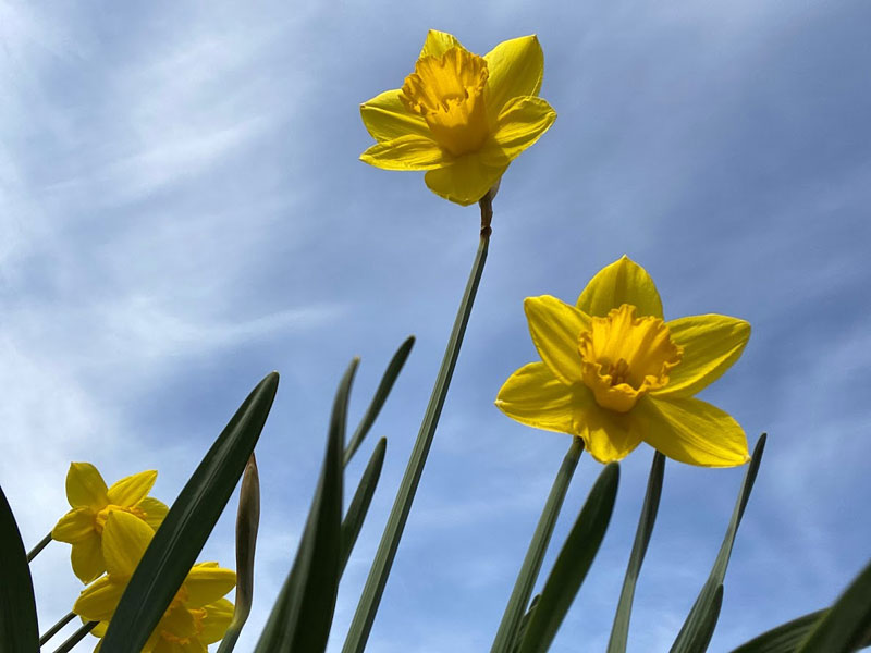 spring-flowers-3