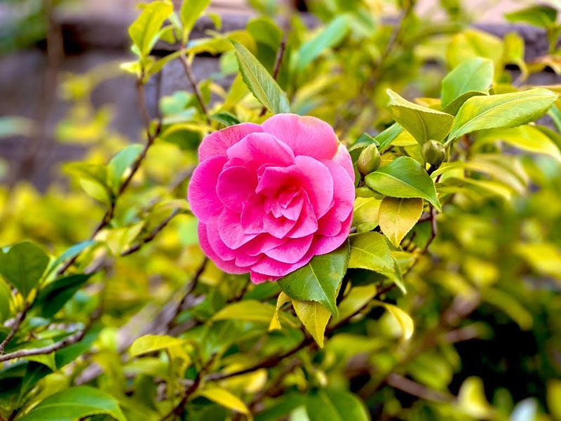 spring-flowers-4