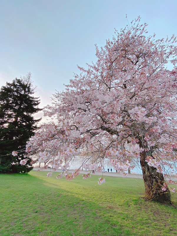 green-lake-sakura-1 - junglecity.com