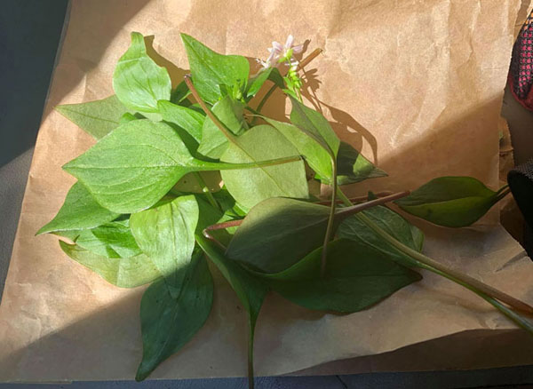 今日の写真は Izumi さんがご提供くださった、シアトルの東、イサクア市の山で採れた Claytonia perfoliata