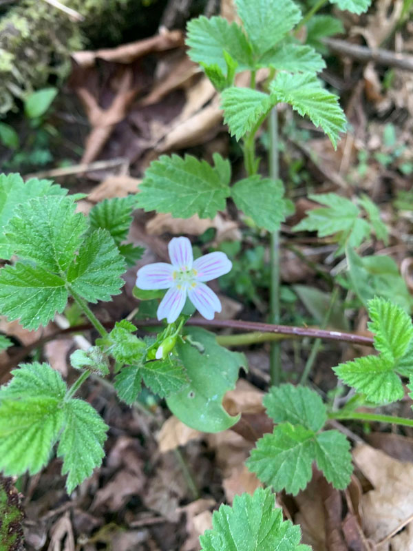 今日の写真は Izumi さんがご提供くださった、シアトルの東、イサクア市の山で採れた Claytonia perfoliata