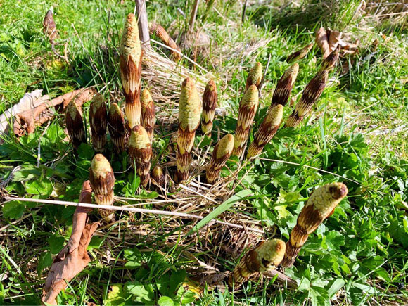 今日の写真は、いずみさんがご提供くださった、レッドモンド市のレンギョウ、Oregon grape、 giant horsetail など。