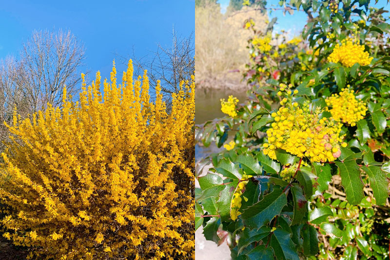 今日の写真は、いずみさんがご提供くださった、レッドモンド市のレンギョウ、Oregon grape、 giant horsetail など。