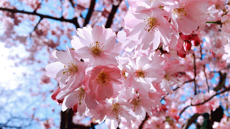 今日の写真は、Julie さんがご提供くださった、ウォーターフロントのピア66前に植えられている日米交易100周年記念の桜。
