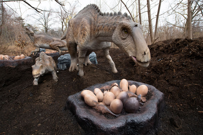 woodland-park-zoo-dino-maiasaura