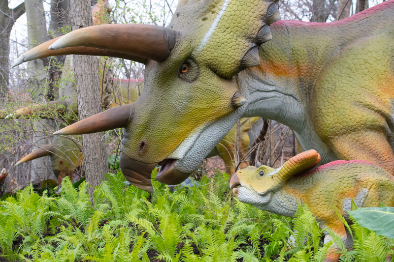 woodland-park-zoo-dino-pentaceratops