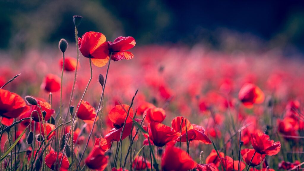 poppies-memoridal-day - junglecity.com