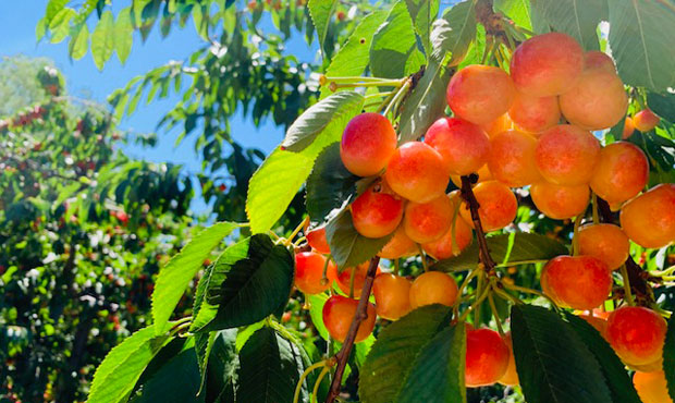eiko-cherry-620