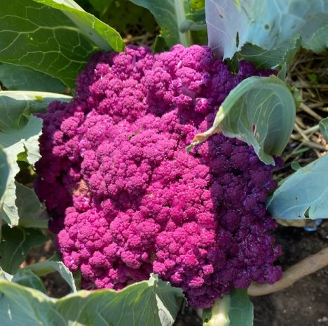 第46回 秋の色（Fall Colors）の話 - junglecity.com