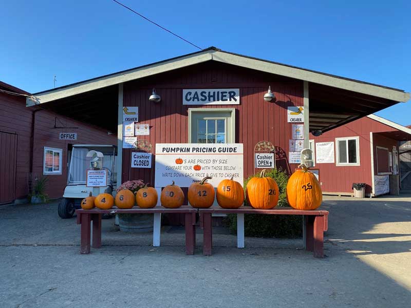 craven-farm-pumpkin-1 - junglecity.com