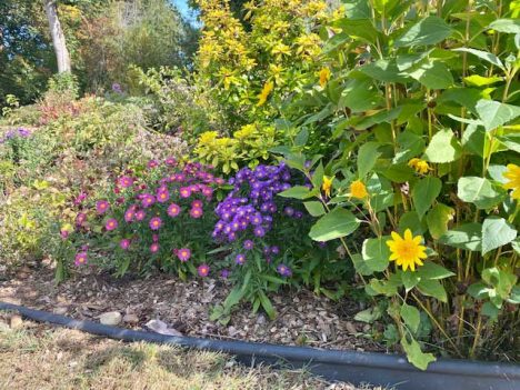 第46回 秋の色（Fall Colors）の話 - junglecity.com