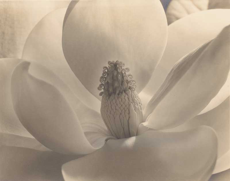 imogen-magnolia-blossom