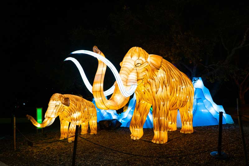 wildlanterns-2021-2