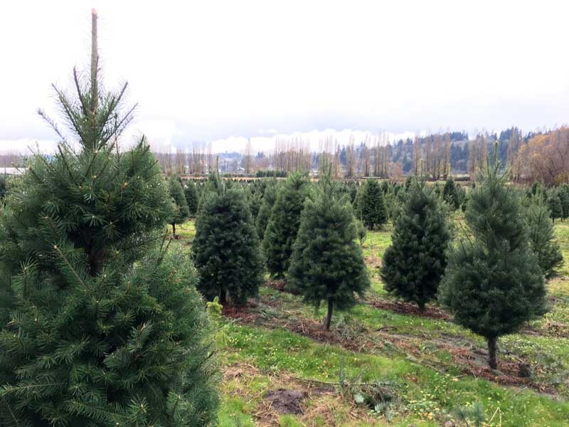 christmas-tree-6
