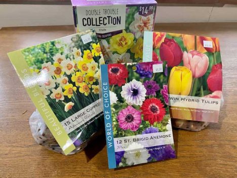 machiko-flower-bulbs-3-468x351.jpg