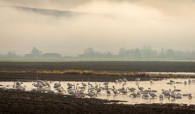 冬の風物詩「ハクチョウ」