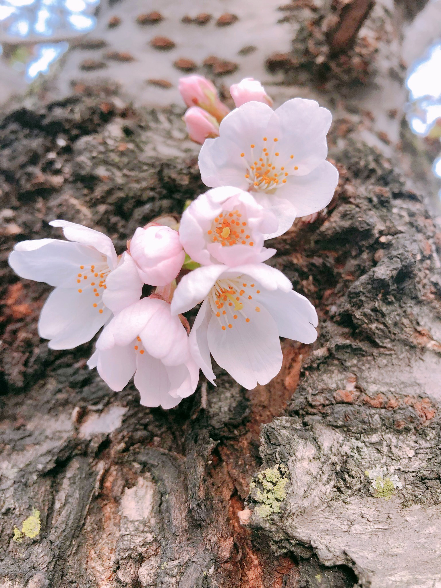 桜