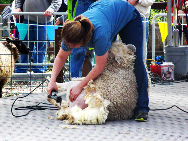 羊の毛刈り