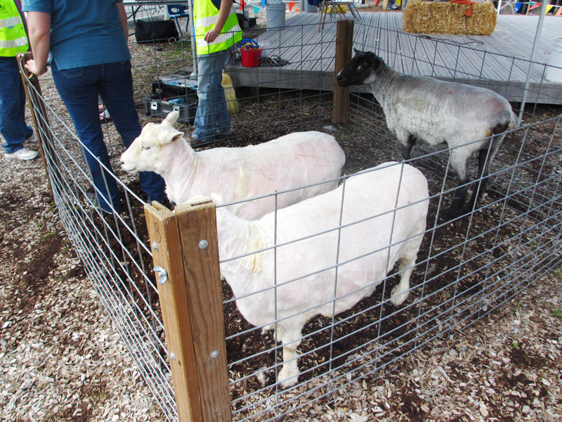 sheep-shearing-3