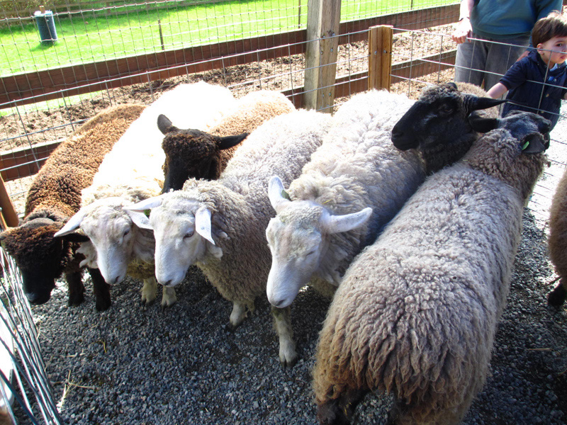 sheep-shearing-4