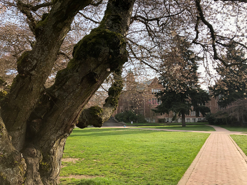 uw-sakura-03-23-2019-8