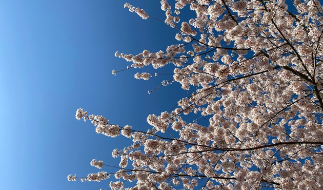 cherry-blossoms-630
