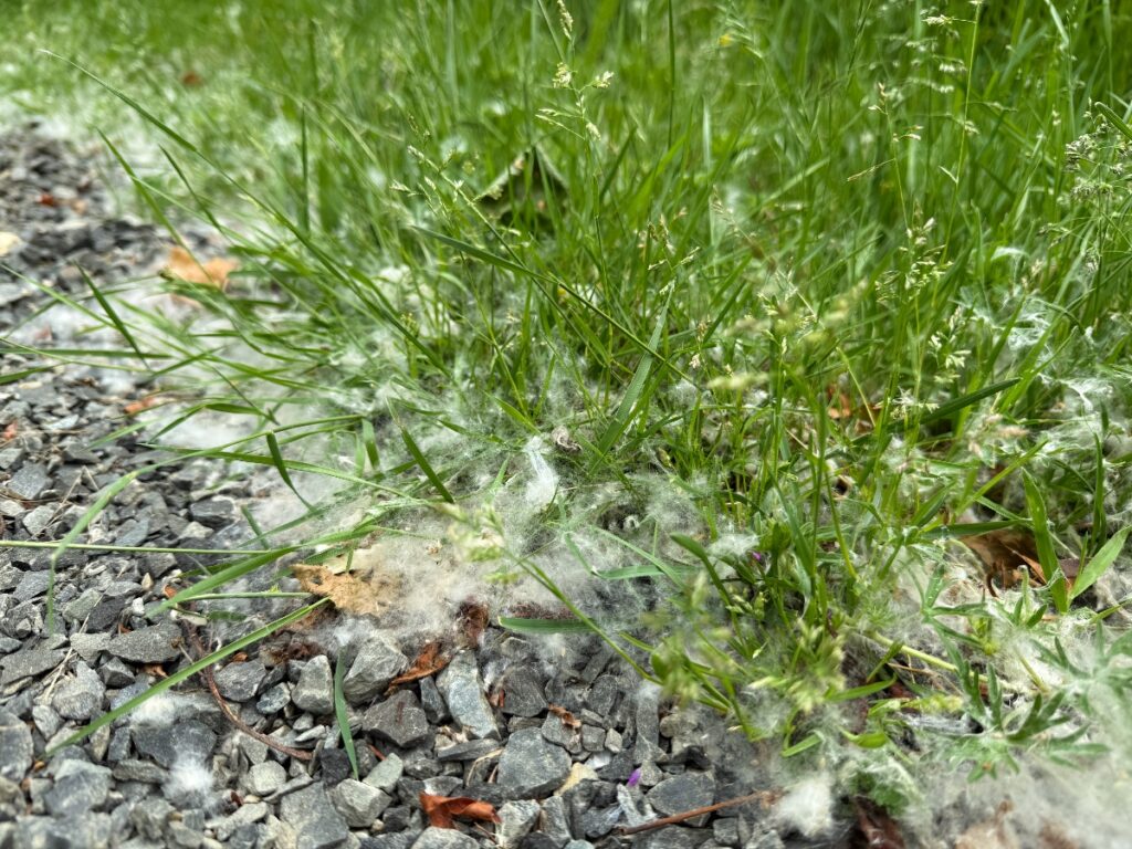 Green grassy patch with fluffy white seed tufts scattered over a gravel path edge.