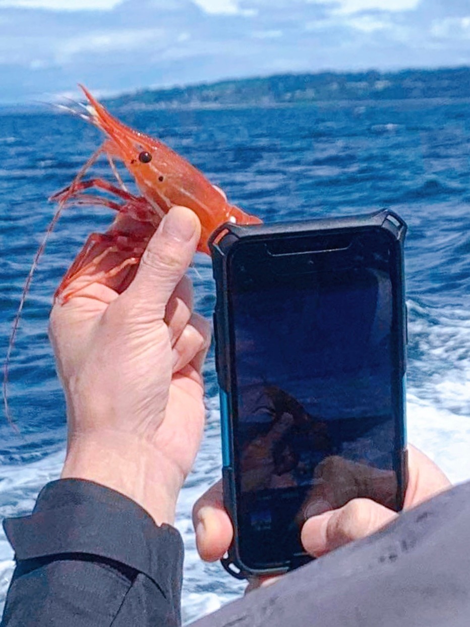 今日の写真は Izumi さんがご提供くださった、シアトルのボタン海老（spot prawn）漁。