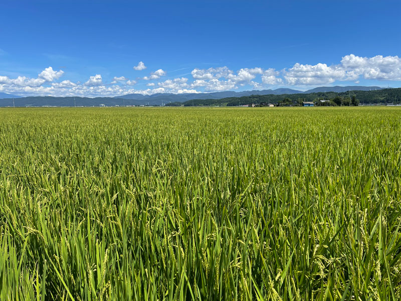 山形県庄内平野の農家のお米を直輸入！シアトルで精米・直販『Great Rice』
