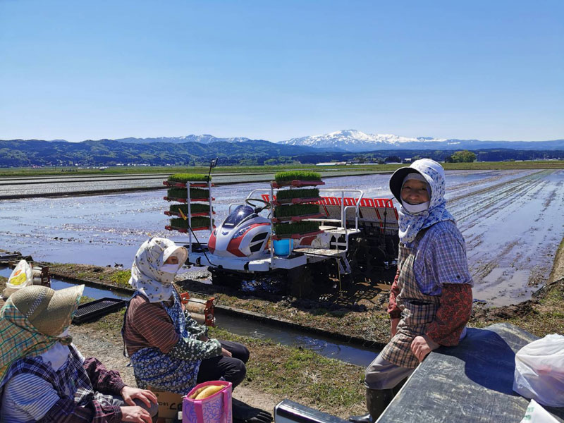 山形県庄内平野の農家のお米を直輸入！シアトルで精米・直販『Great Rice』