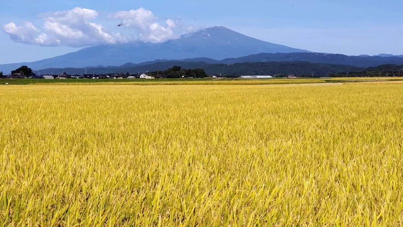 山形県庄内平野の農家のお米を直輸入！シアトルで精米・直販『Great Rice』