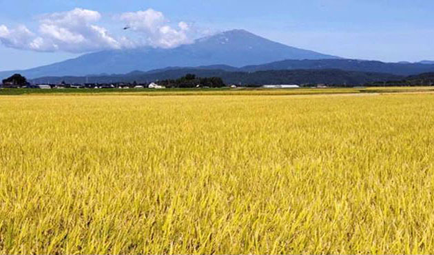 great-rice-630
