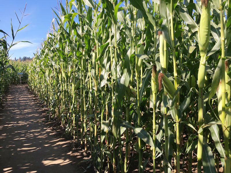 bobs-corn-2