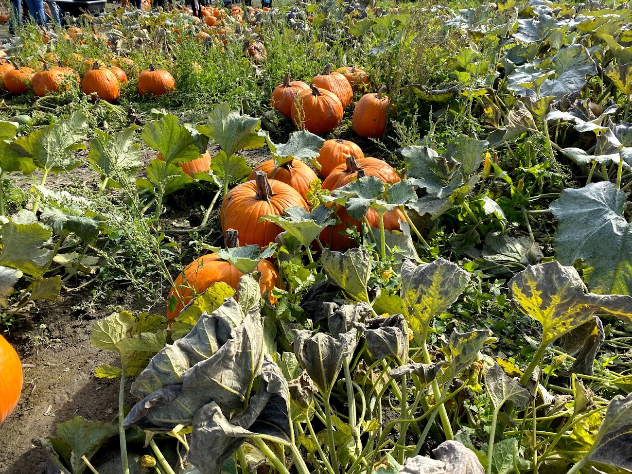 pumpkin-patch-17