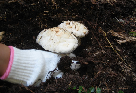 mushroom-hunting-matsutake