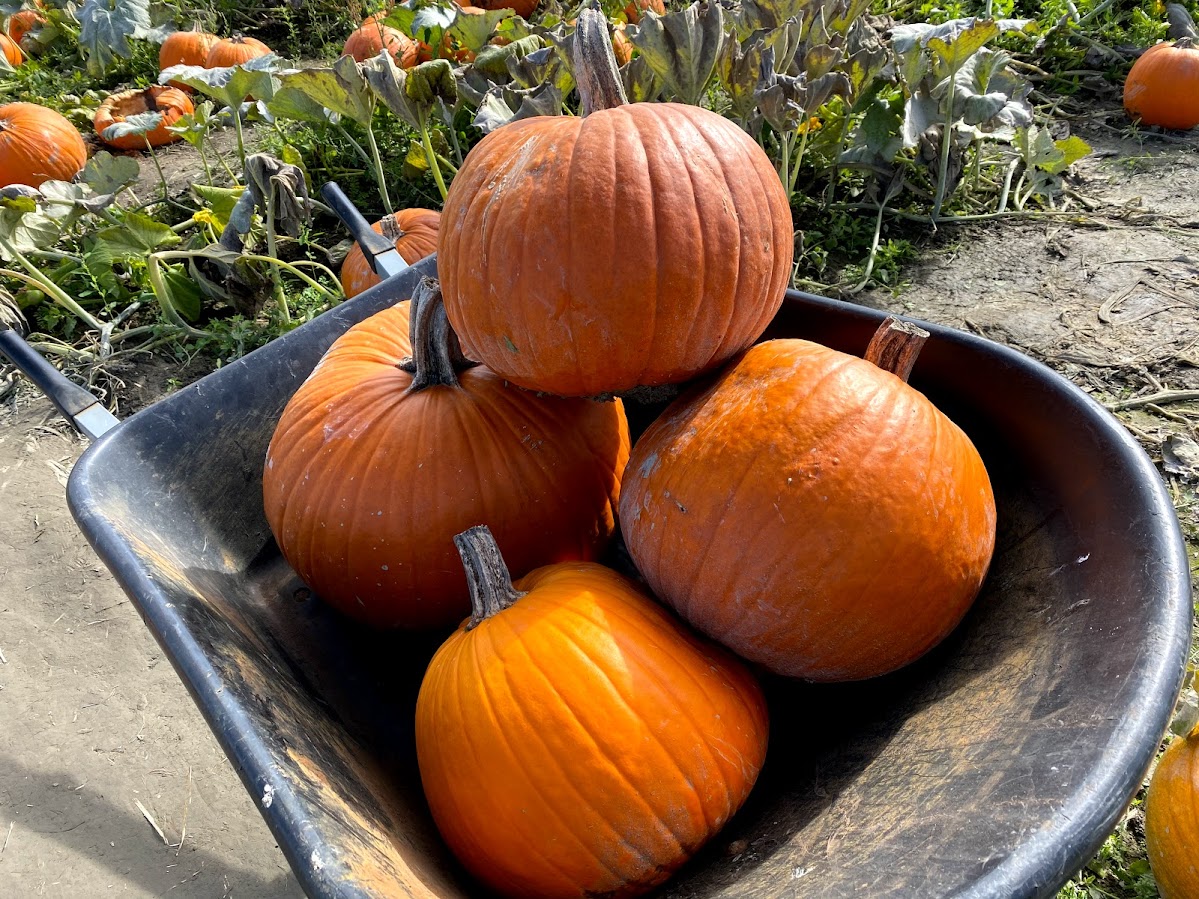 pumpkin-patch-18