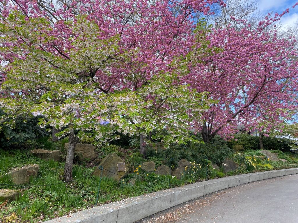 seattle-center-cherry-blossoms - junglecity.com