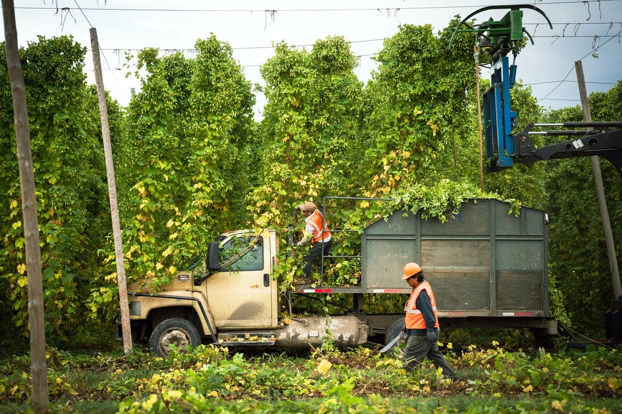 Workers in orange safety vests loading felled branches from a truck in a tree-filled lot, with a crane arm overhead and a metal trailer behind the cab.
