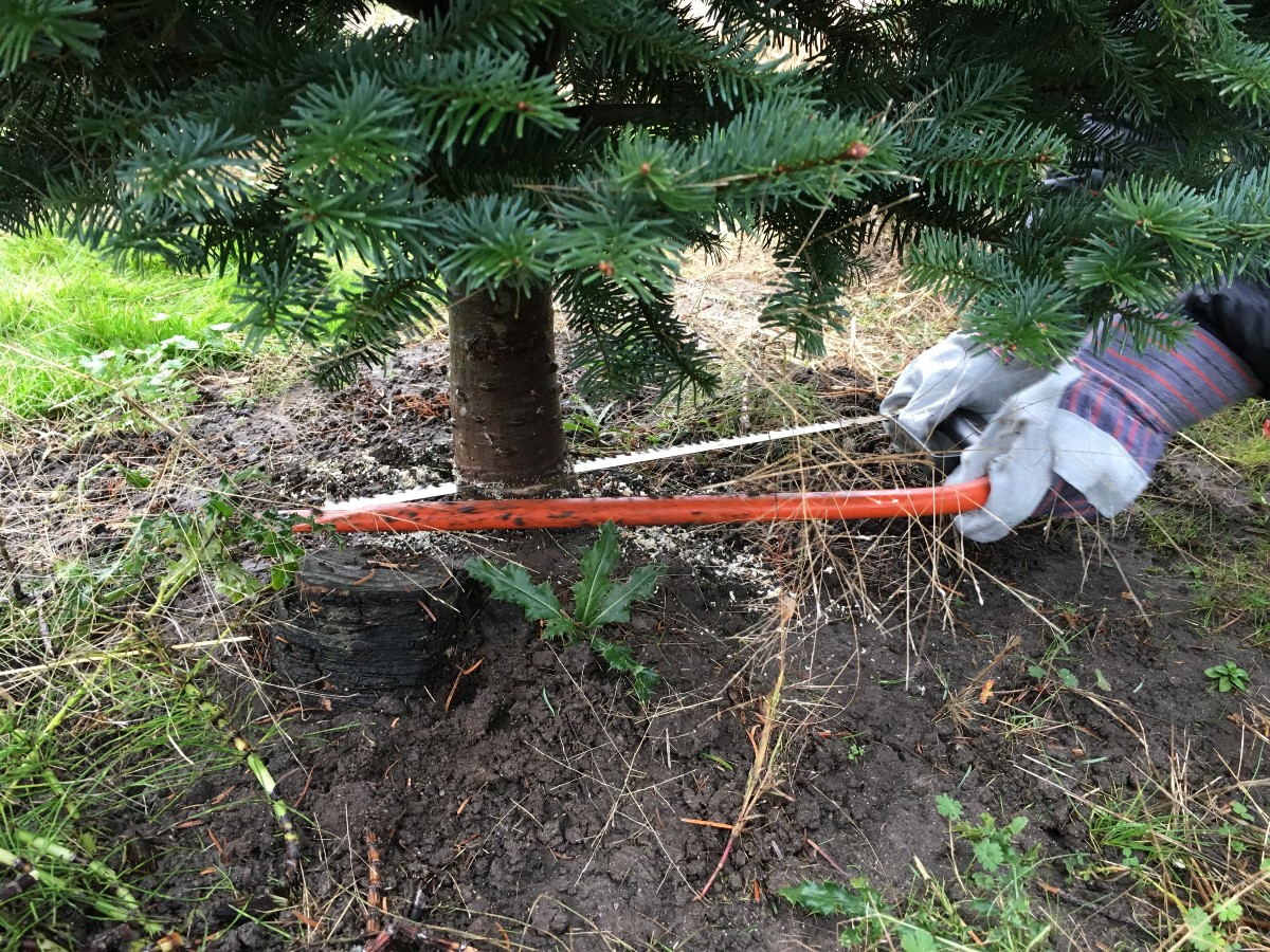 christmas-tree-farm-2