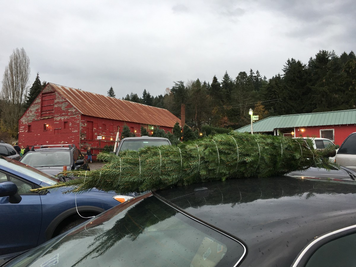 christmas-tree-farm-4