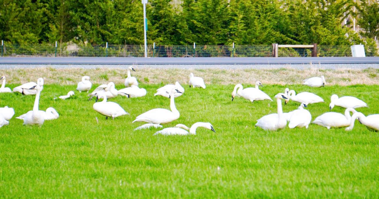 swan-5